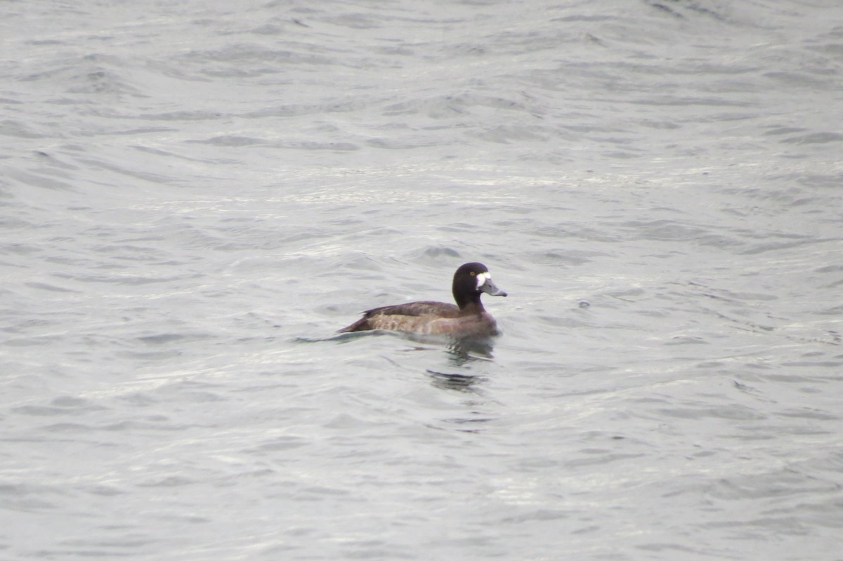 Greater Scaup - ML134383851