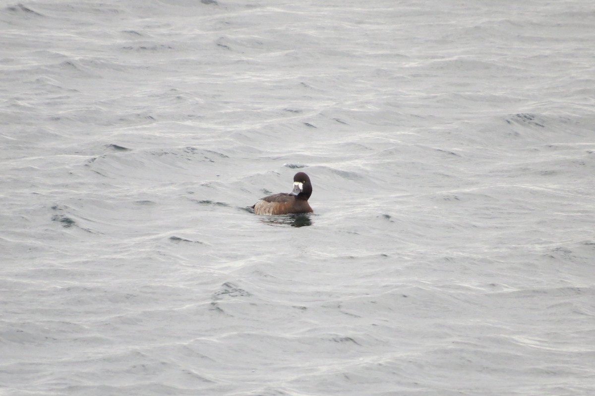 Greater Scaup - ML134384311
