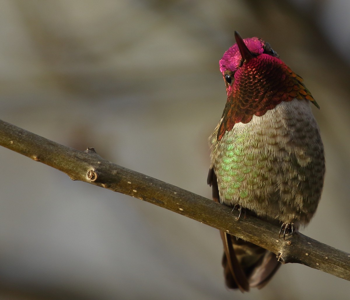 Anna's Hummingbird - ML134384831