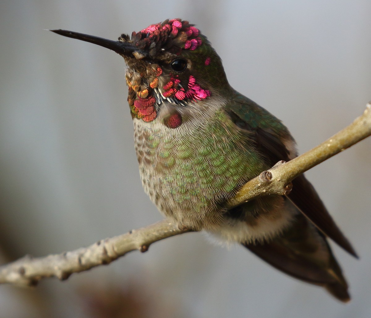 Anna's Hummingbird - ML134385131