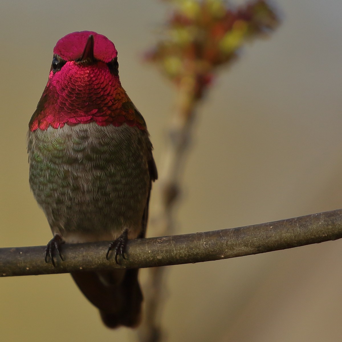 Anna's Hummingbird - ML134386881