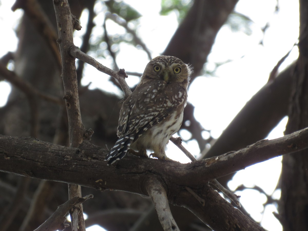 Peruvian Pygmy-Owl - Miguel Alvan