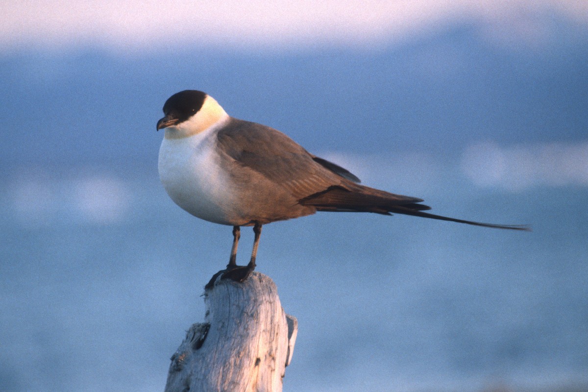 Long-tailed Jaeger - ML134388221