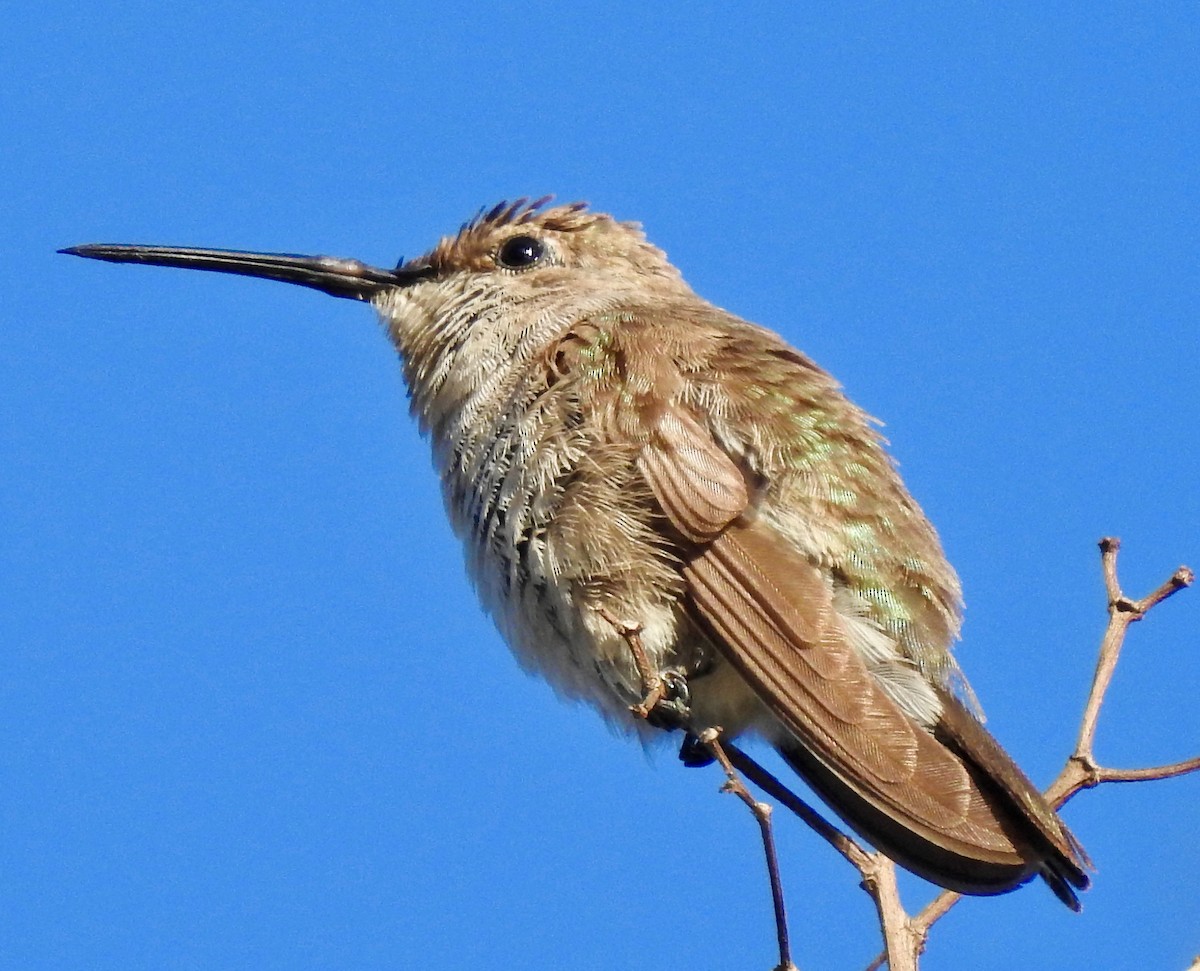 Black-chinned Hummingbird - Van Remsen