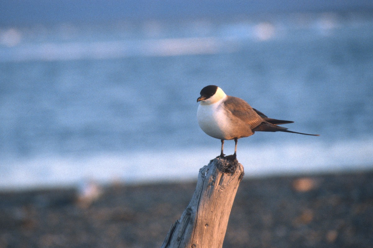 Long-tailed Jaeger - ML134388411