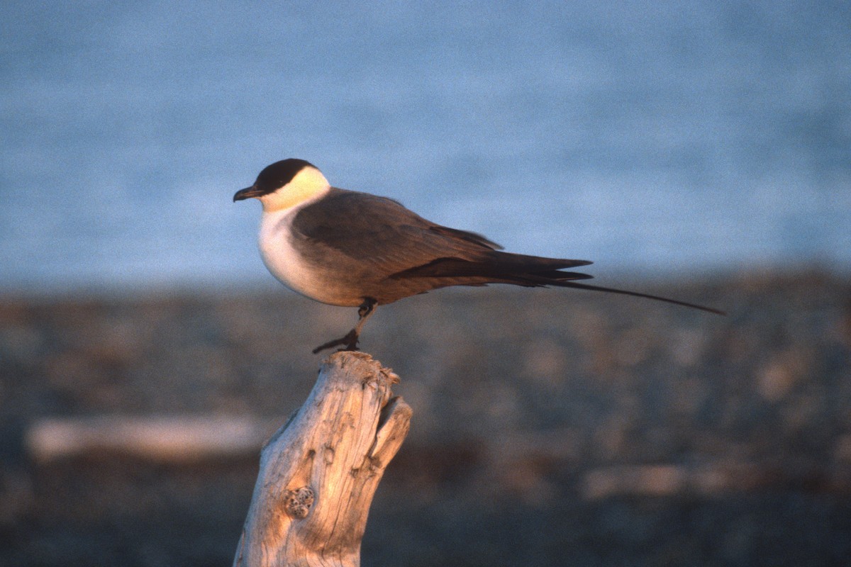 Long-tailed Jaeger - ML134388421