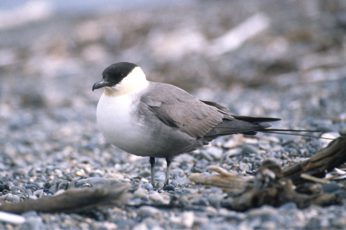 Long-tailed Jaeger - ML134389161
