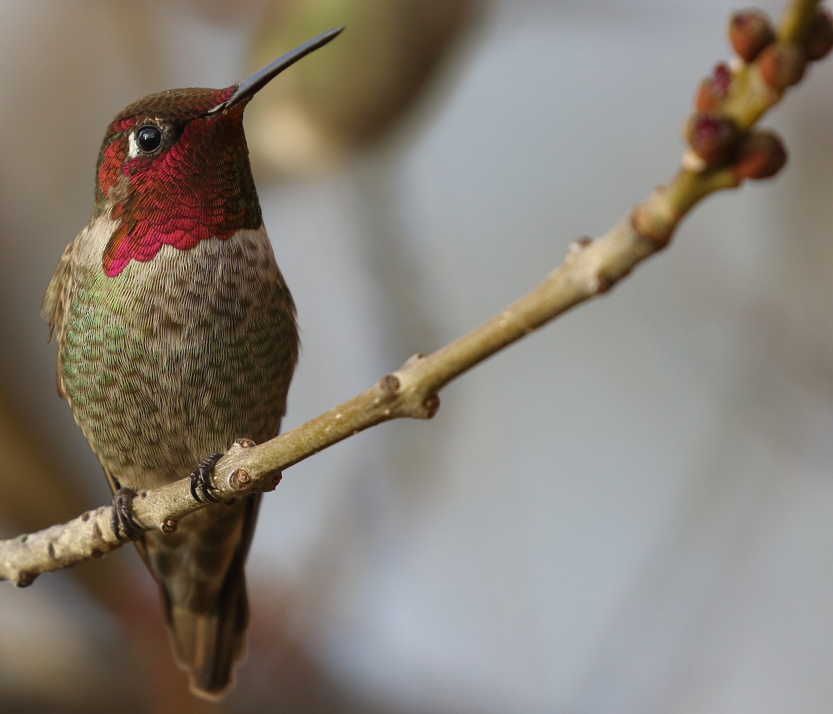 Anna's Hummingbird - Kent Leland