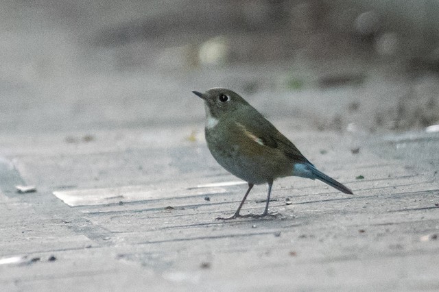 Red-flanked Bluetail