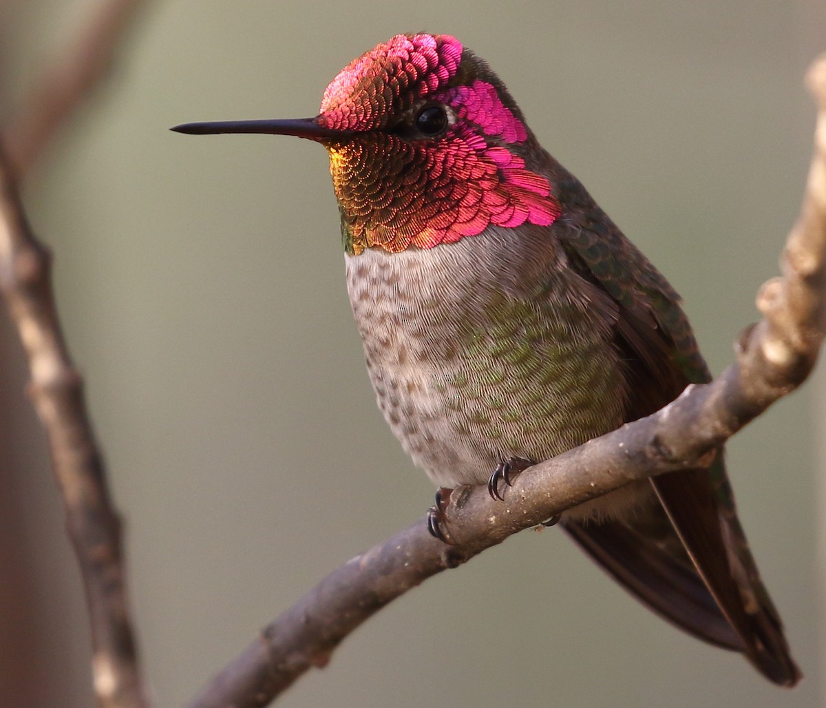 Anna's Hummingbird - ML134389581