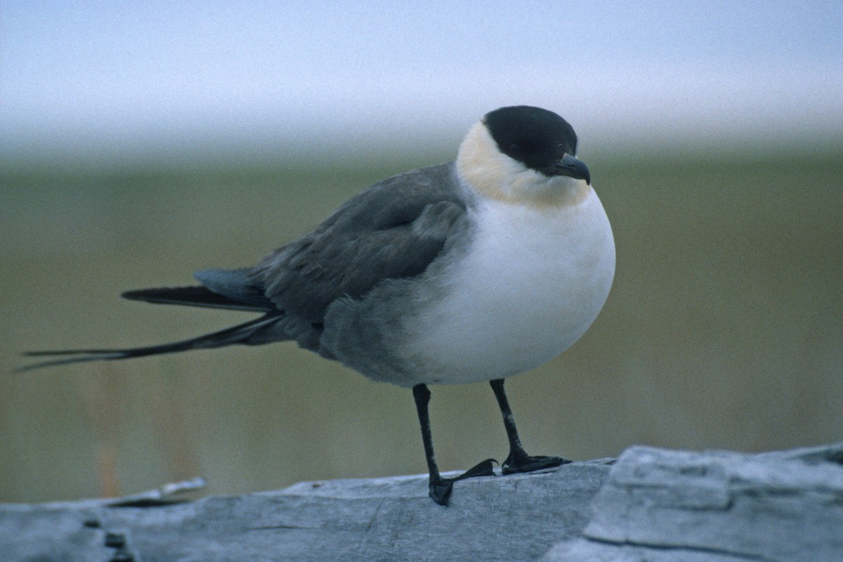 Long-tailed Jaeger - ML134389961