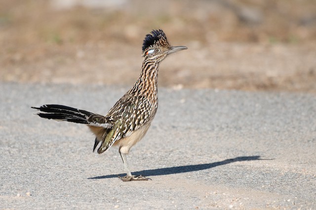 Greater Roadrunner