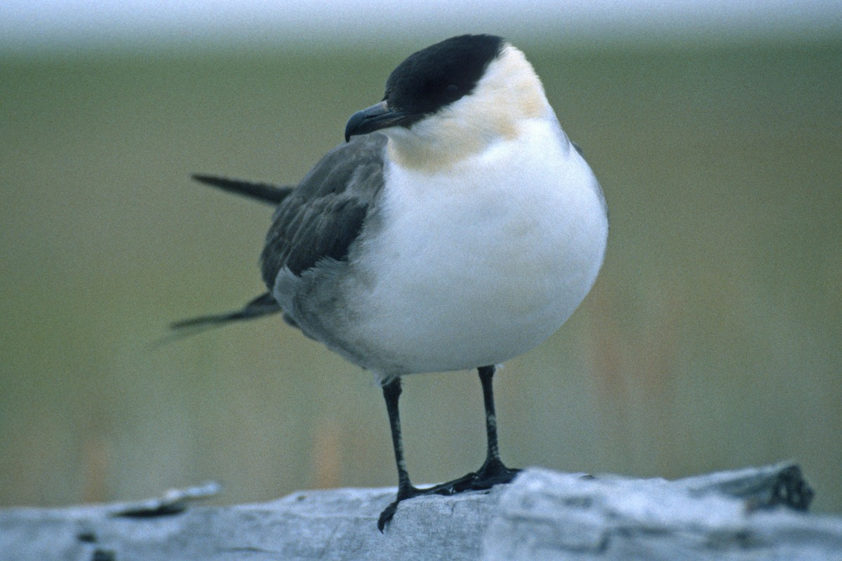 Long-tailed Jaeger - ML134389991
