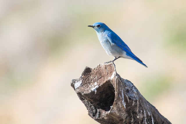 Mountain Bluebird