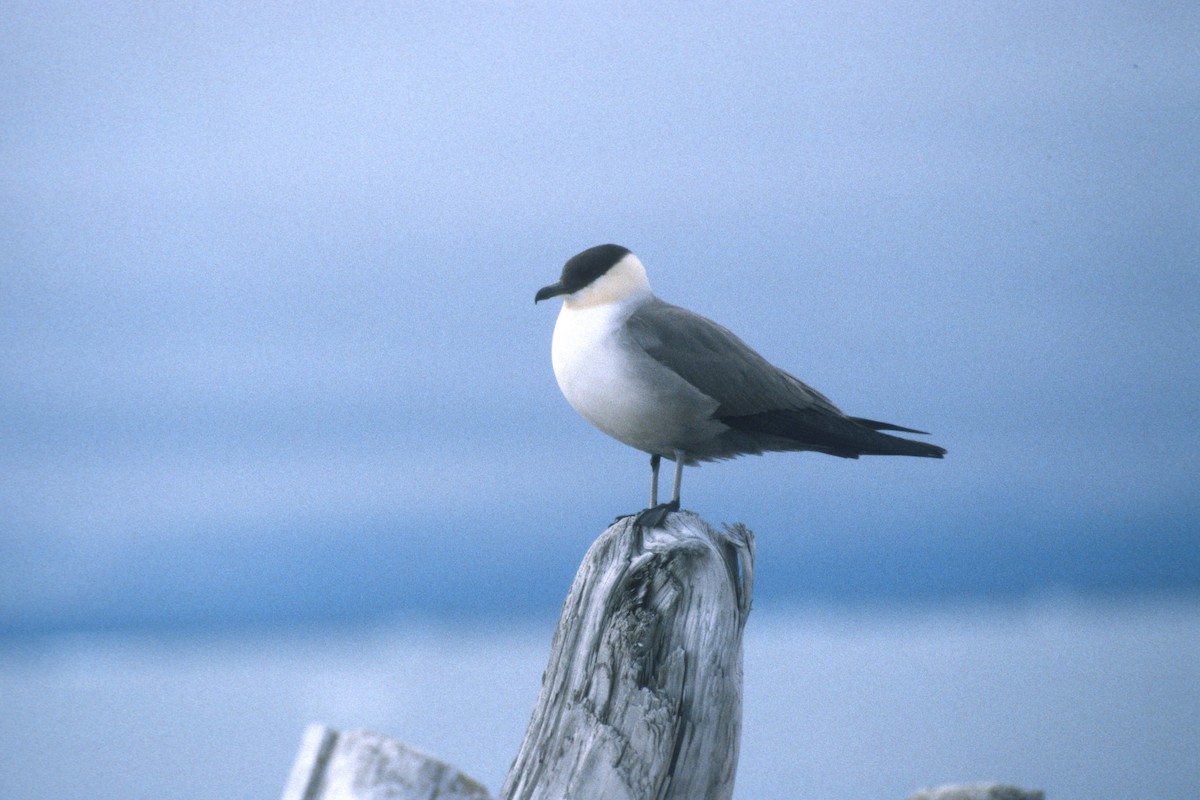 Long-tailed Jaeger - ML134390801