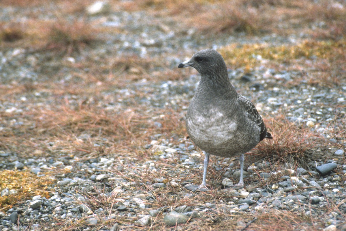Long-tailed Jaeger - ML134390901
