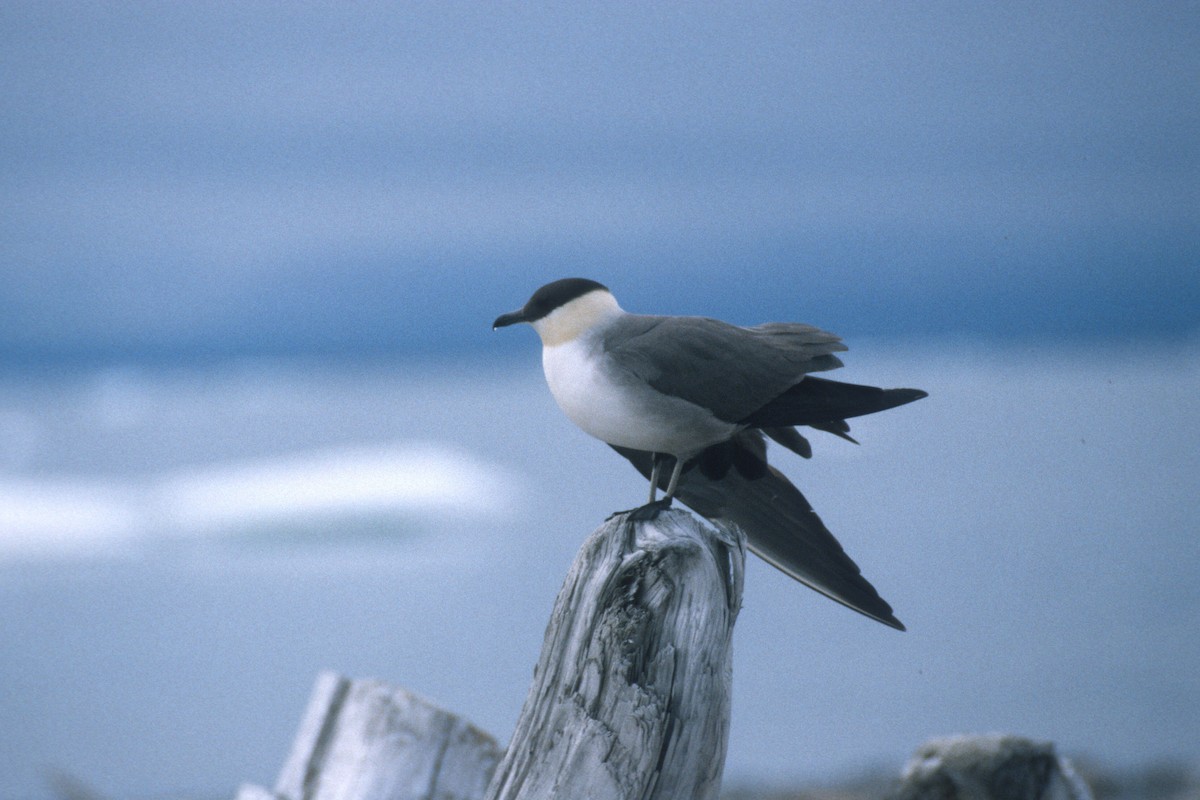 Long-tailed Jaeger - ML134390941