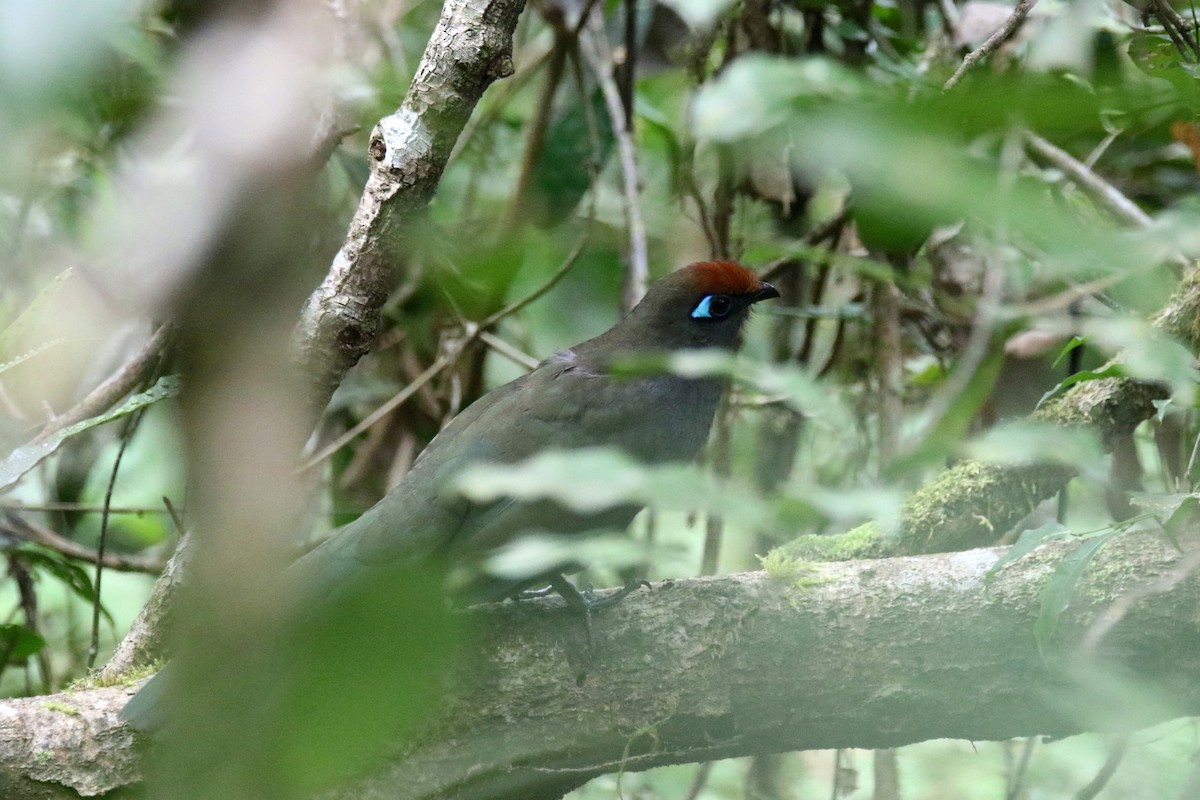 Red-fronted Coua - Stephen Gast
