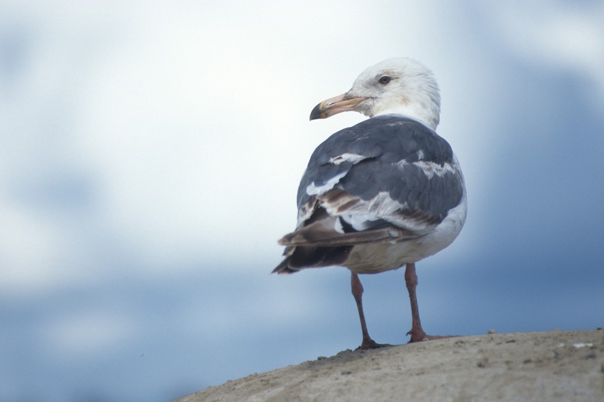 Slaty-backed Gull - Cameron Eckert