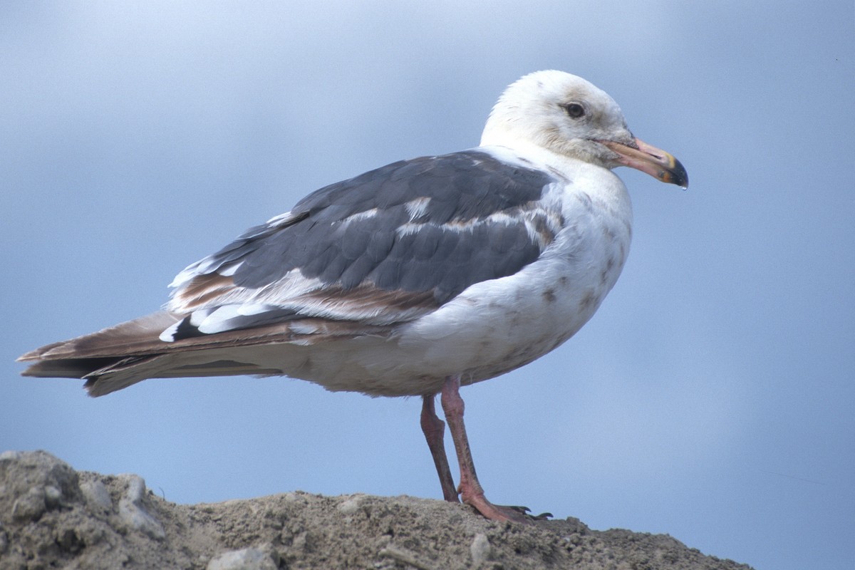 Тихоокеанская чайка - ML134394141