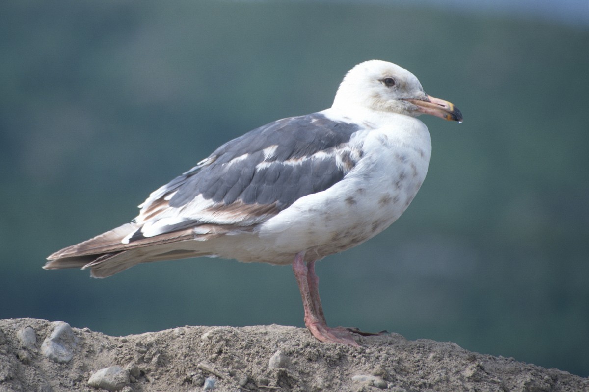 Slaty-backed Gull - Cameron Eckert