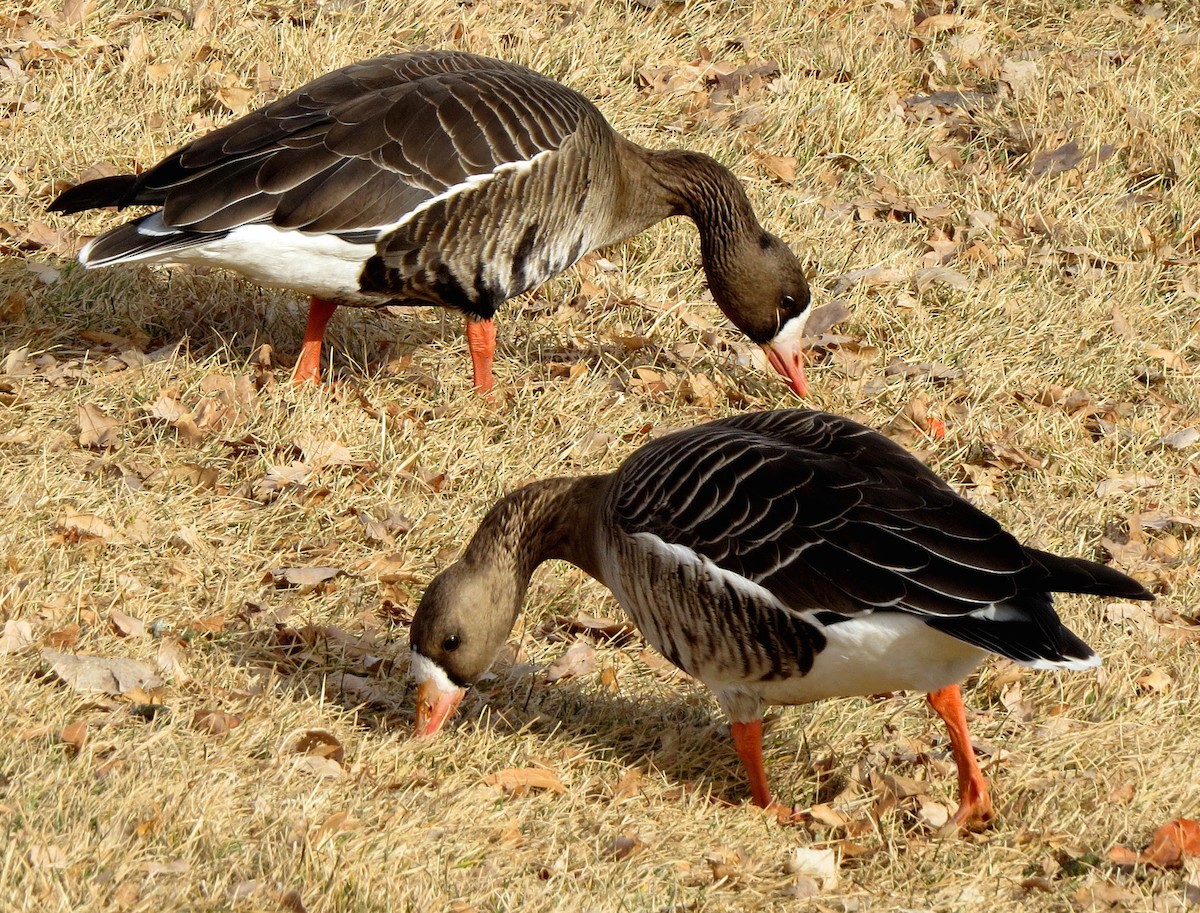 Greater White-fronted Goose - Patrick O'Driscoll
