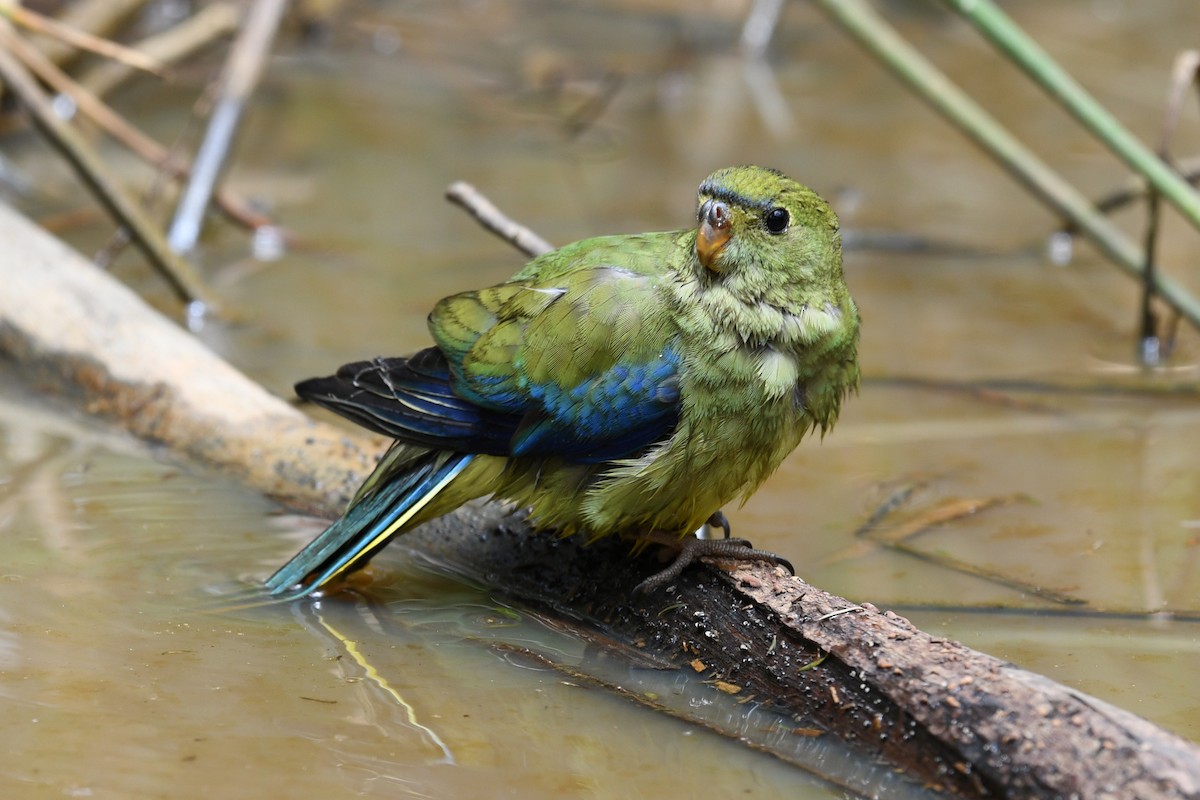 Blue-winged Parrot - ML134400111