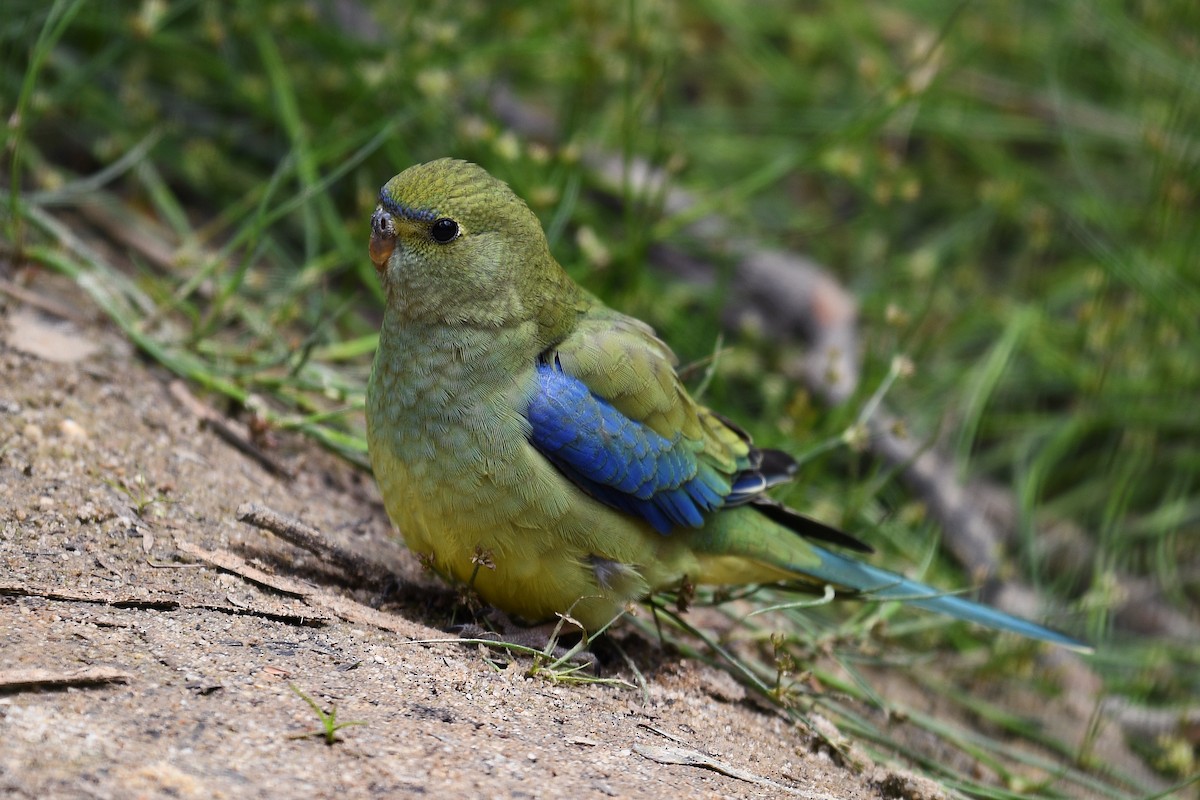 Blue-winged Parrot - ML134400131