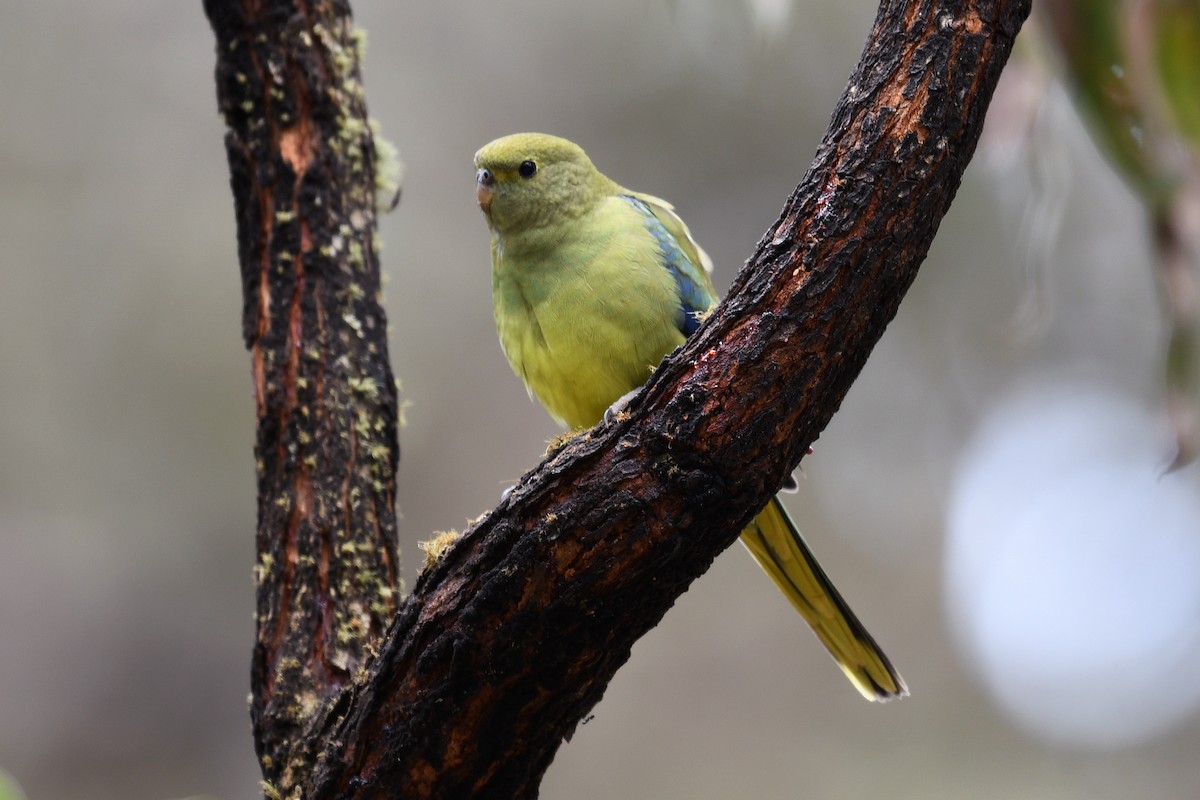 Blue-winged Parrot - ML134400151
