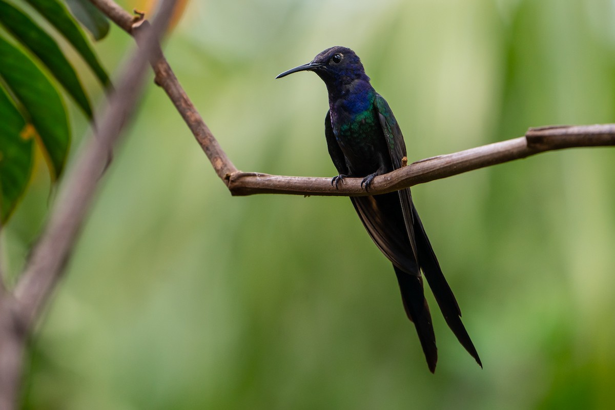 Swallow-tailed Hummingbird - Joao Quental JQuental