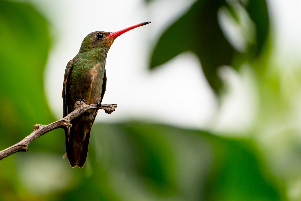Gilded Hummingbird - Joao Quental JQuental