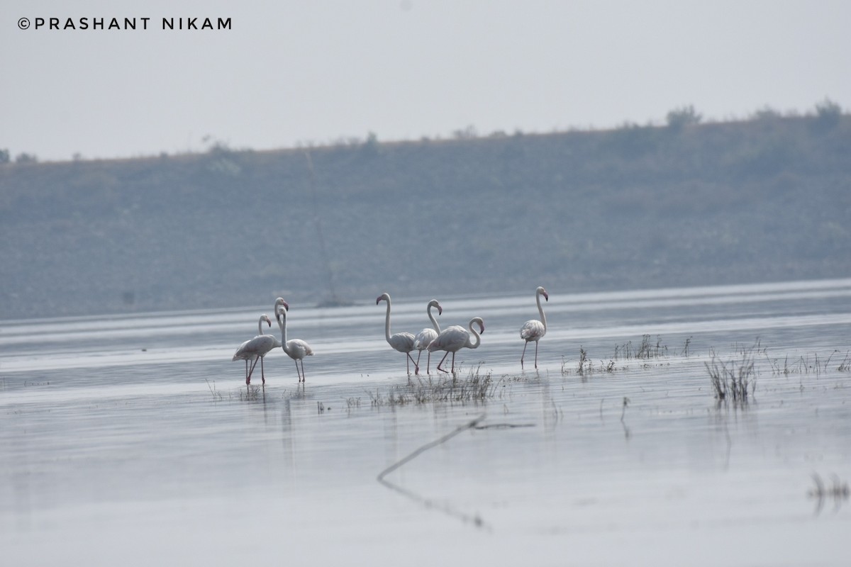 Greater Flamingo - Prashant Nikam Patil