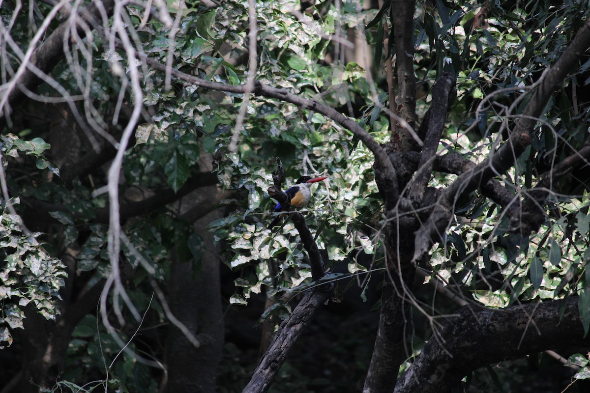 Black-capped Kingfisher - Dheyay Sevak