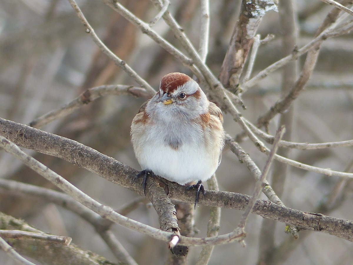 American Tree Sparrow - ML134406851
