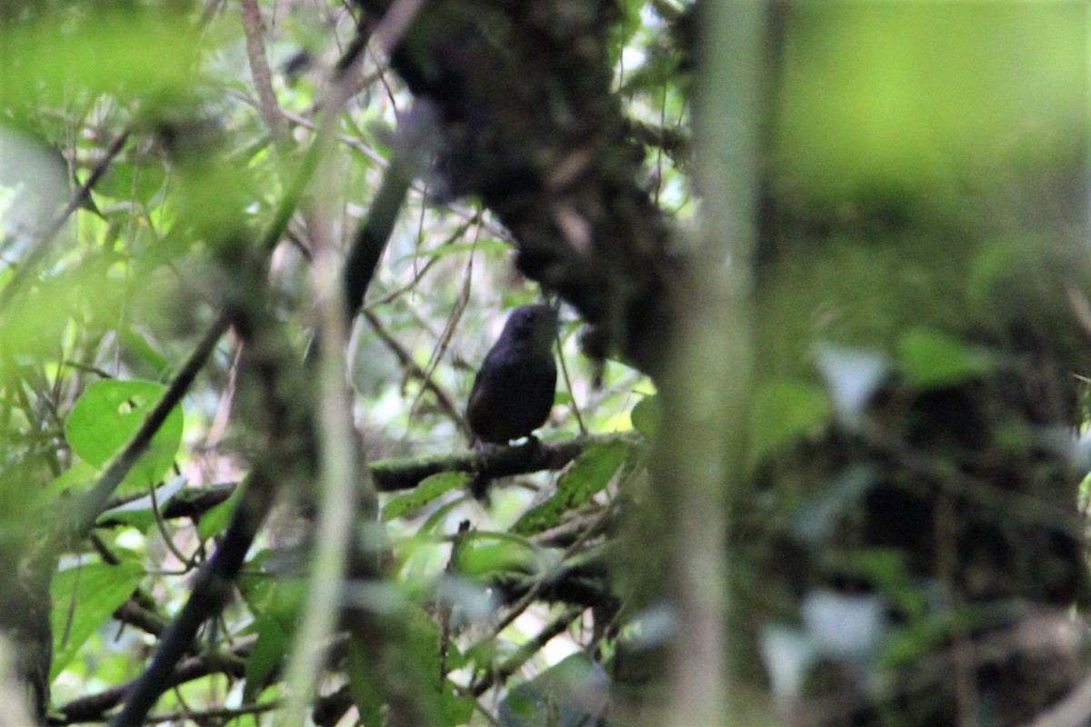 Rufous-vented Tapaculo - ML134406971