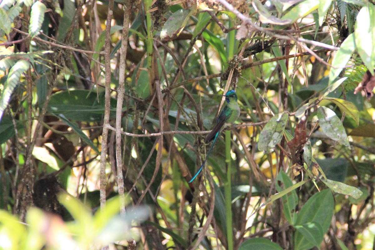 Long-tailed Sylph - ML134407111