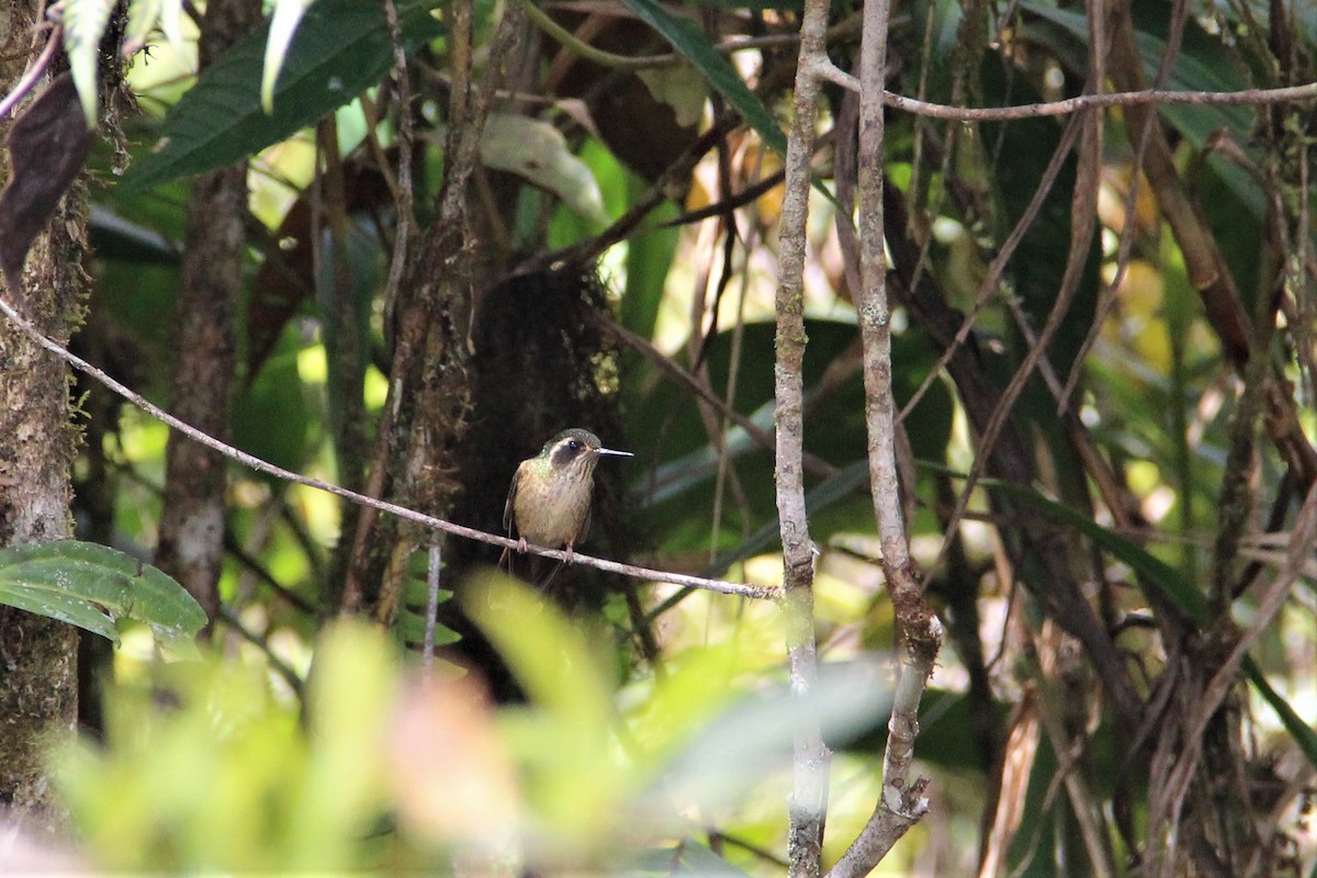 Speckled Hummingbird - ML134407121