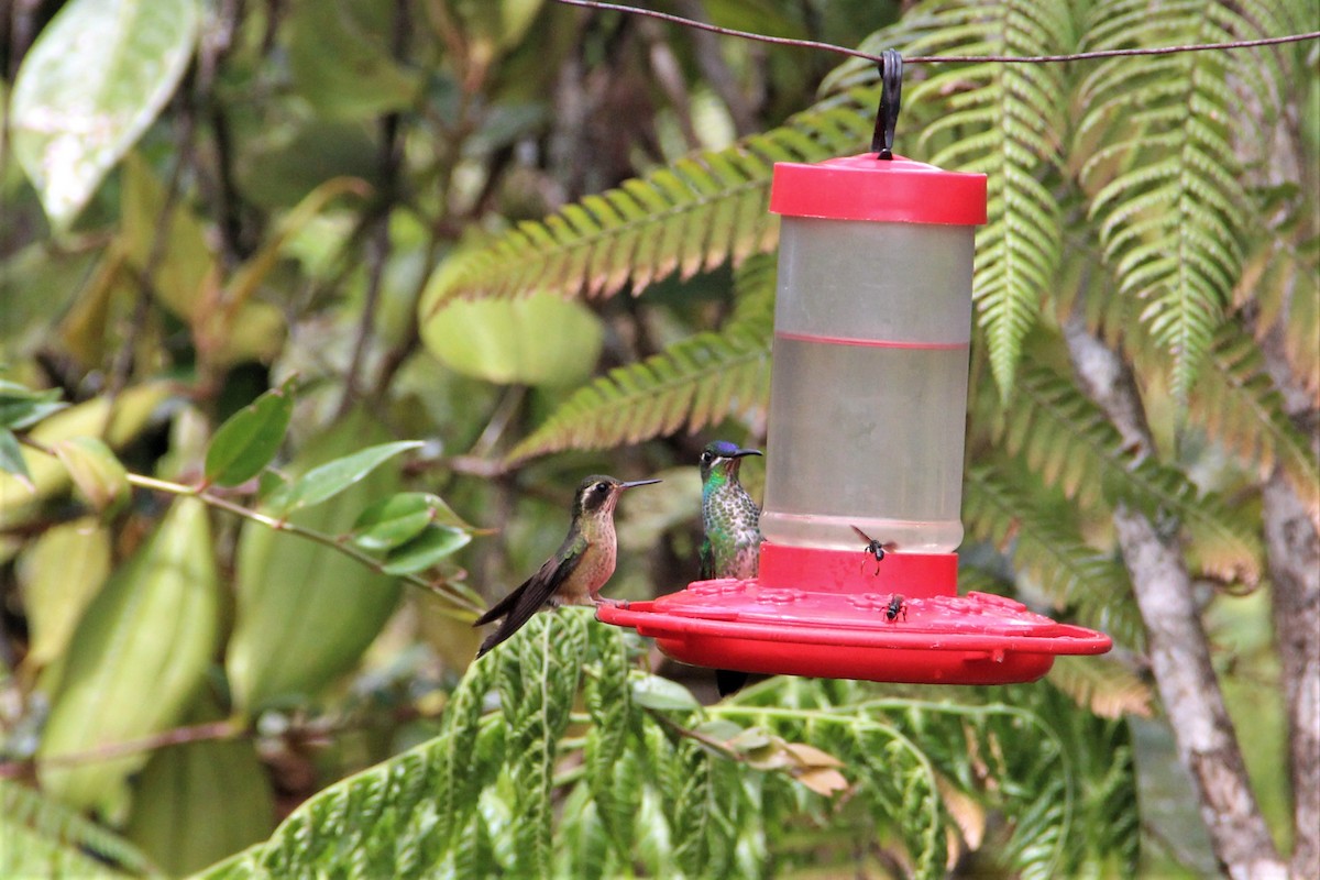 Speckled Hummingbird - ML134407141