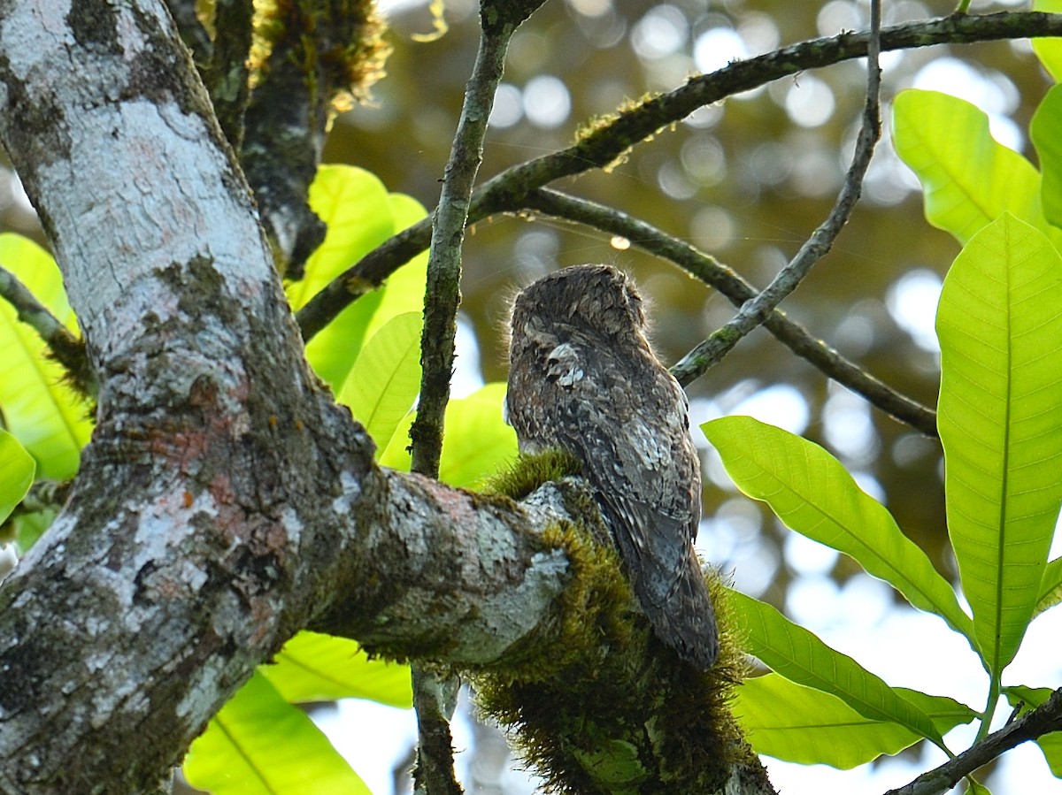 Great Potoo - Yves Darveau