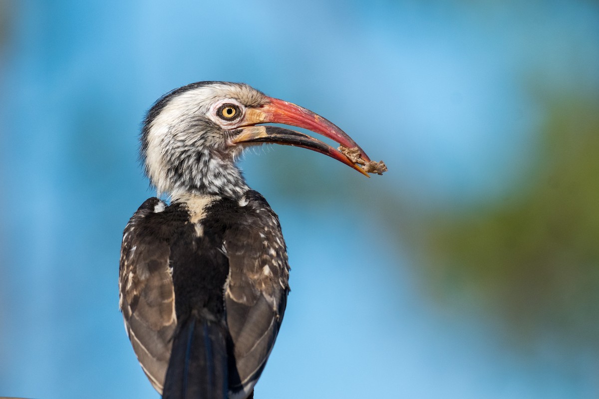 Southern Red-billed Hornbill - Raphaël Nussbaumer