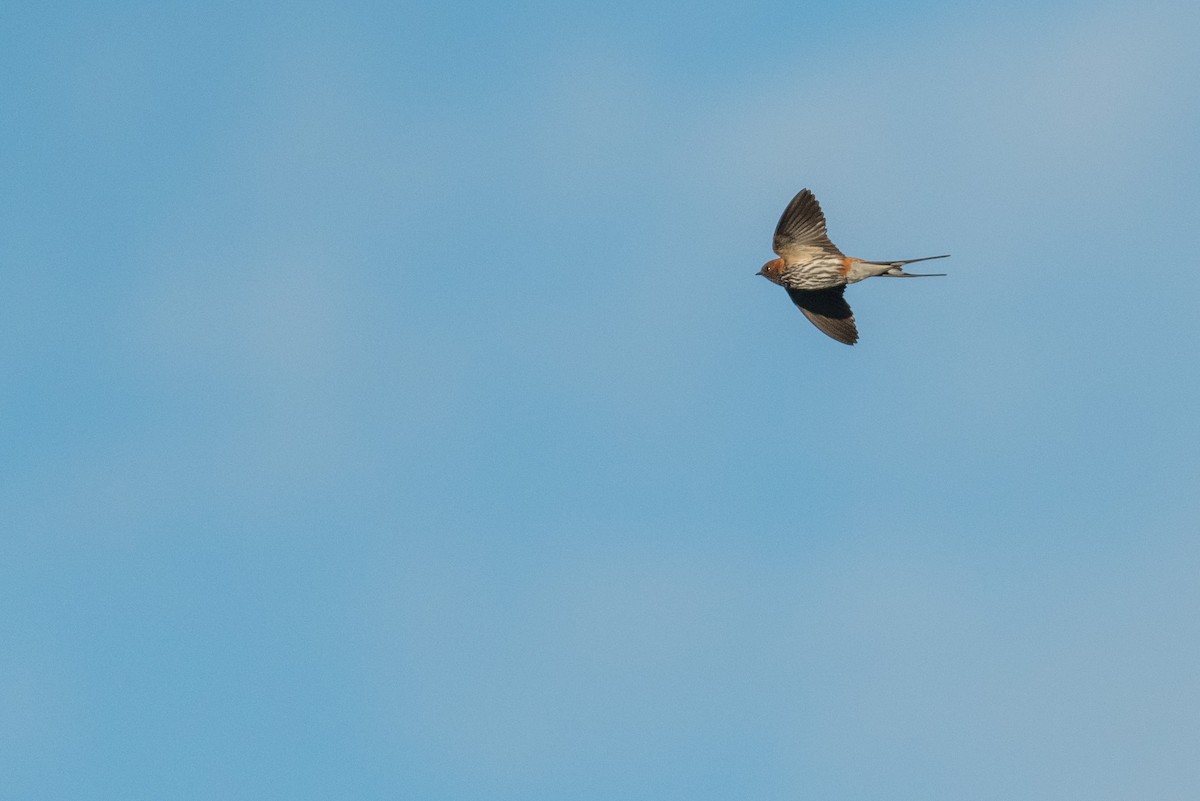 Lesser Striped Swallow - ML134410881