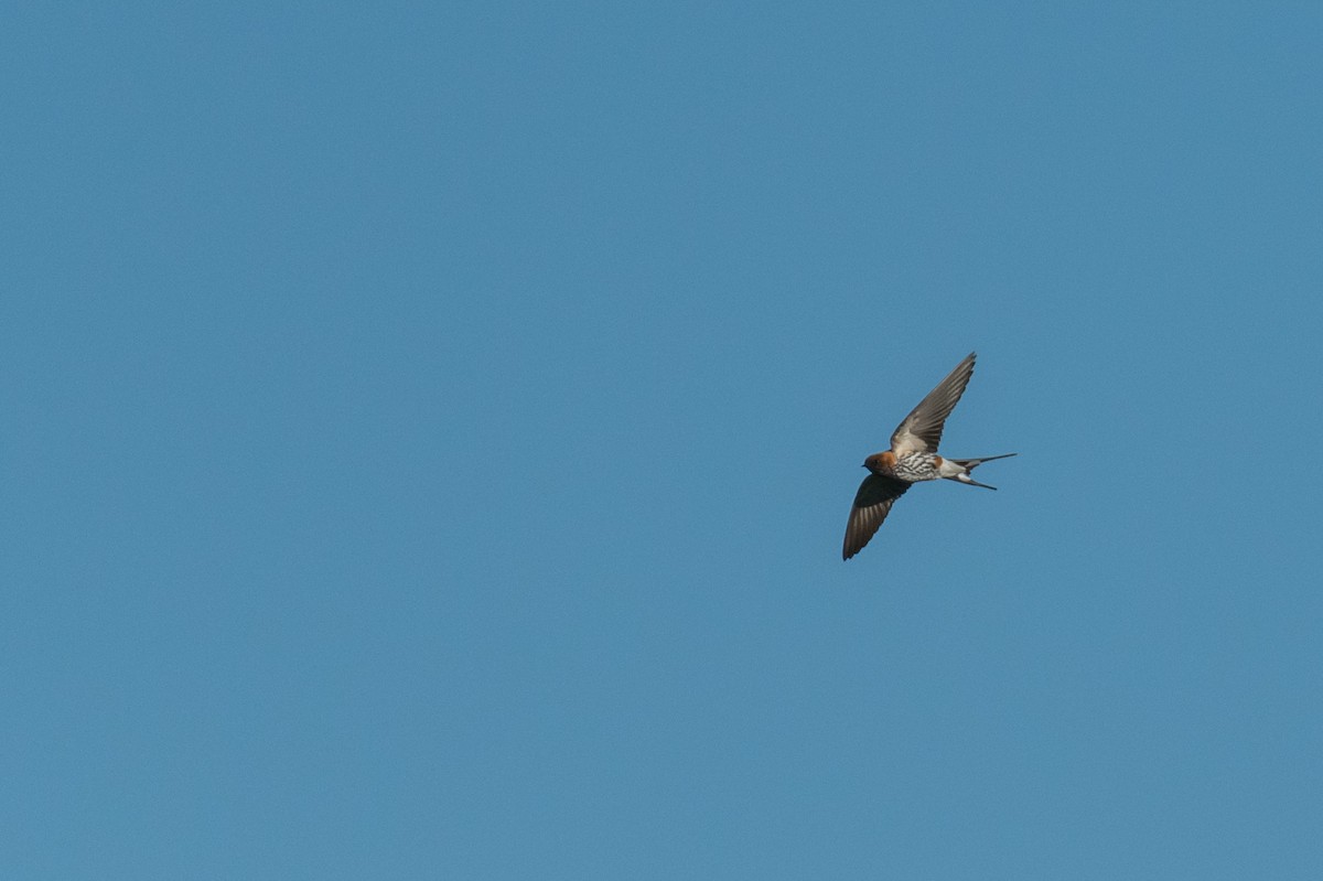 Lesser Striped Swallow - Raphaël Nussbaumer