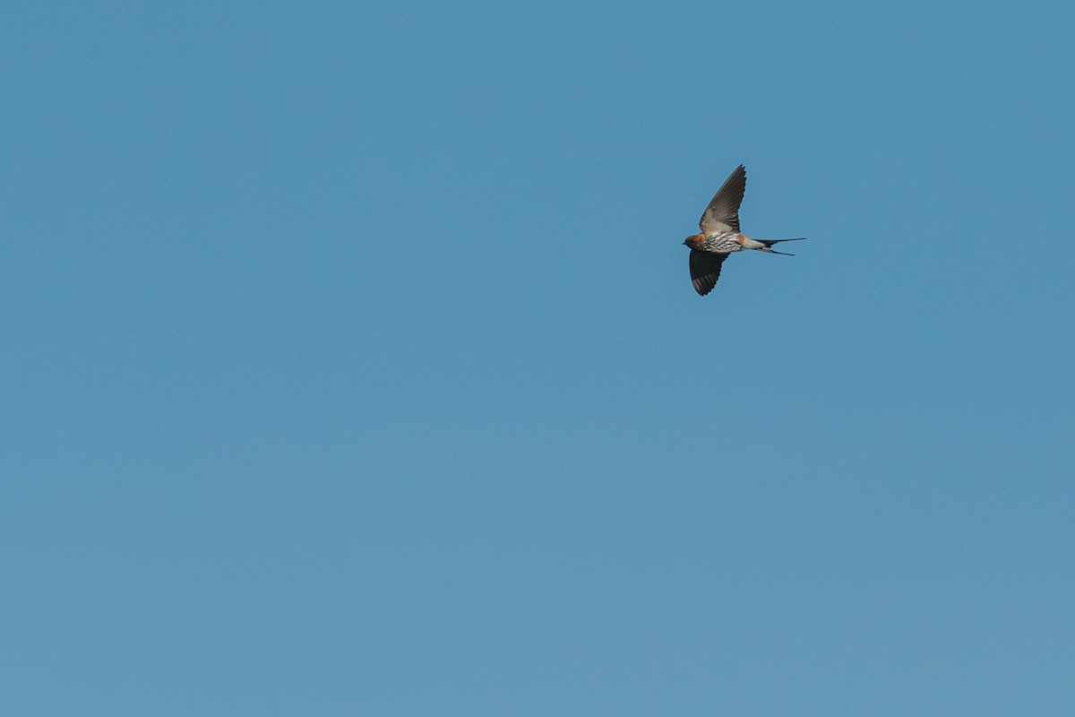 Lesser Striped Swallow - ML134410901