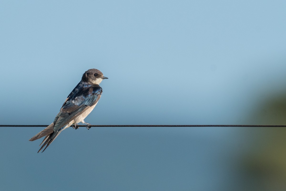 Barn Swallow - Raphaël Nussbaumer