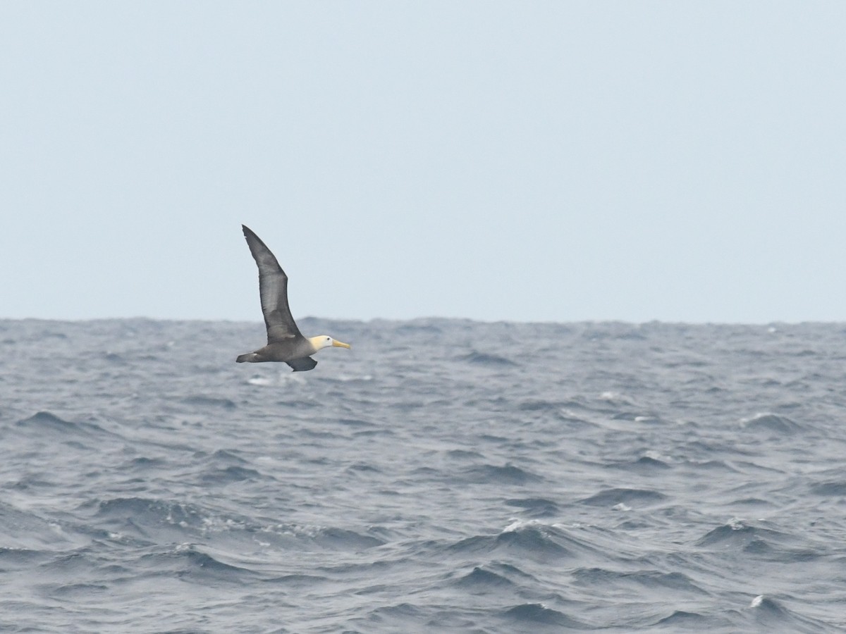 Albatros des Galapagos - ML134411311