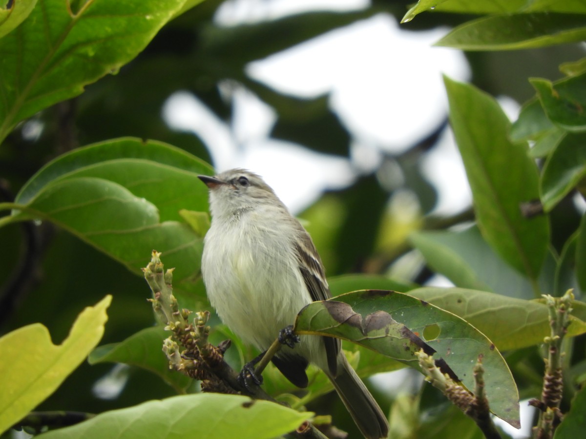 Southern Mouse-colored Tyrannulet - Jorge Galván