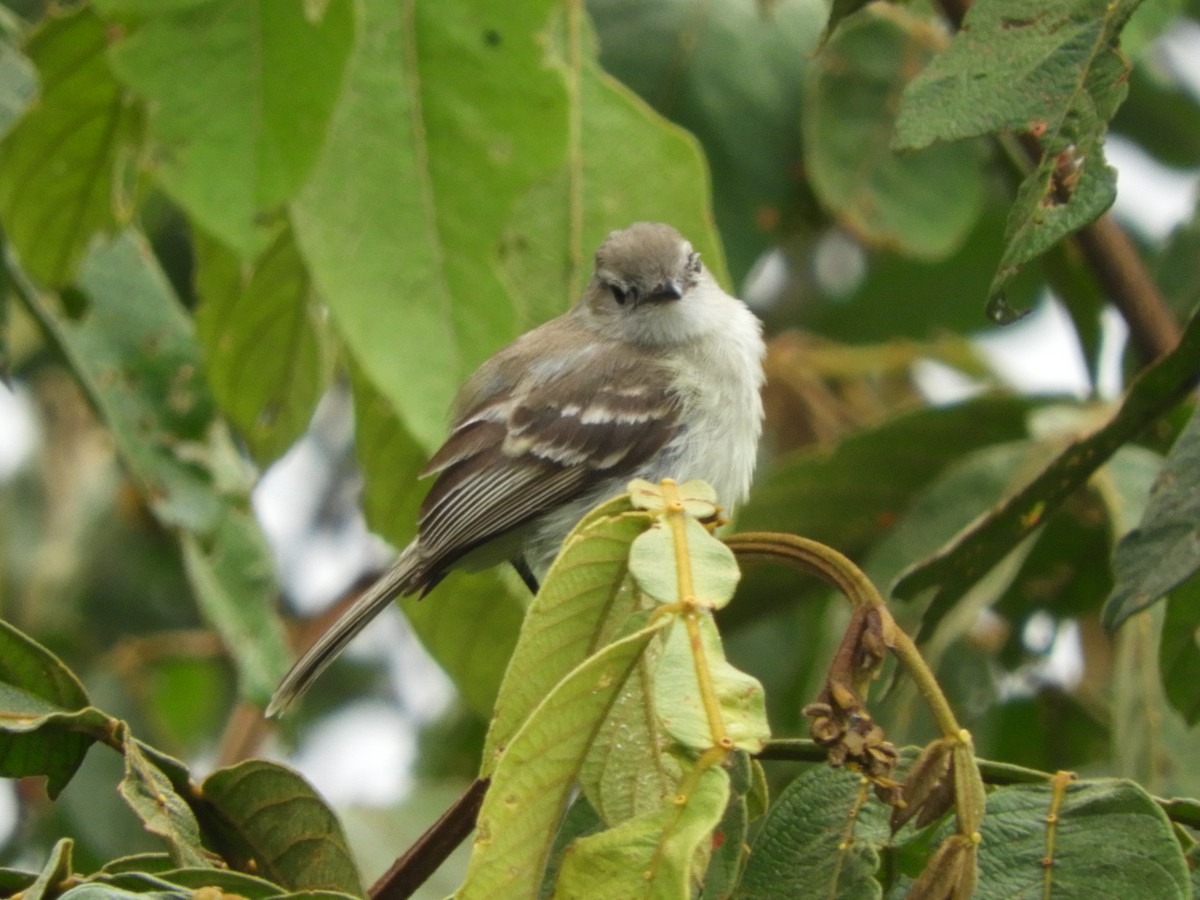Southern Mouse-colored Tyrannulet - Jorge Galván