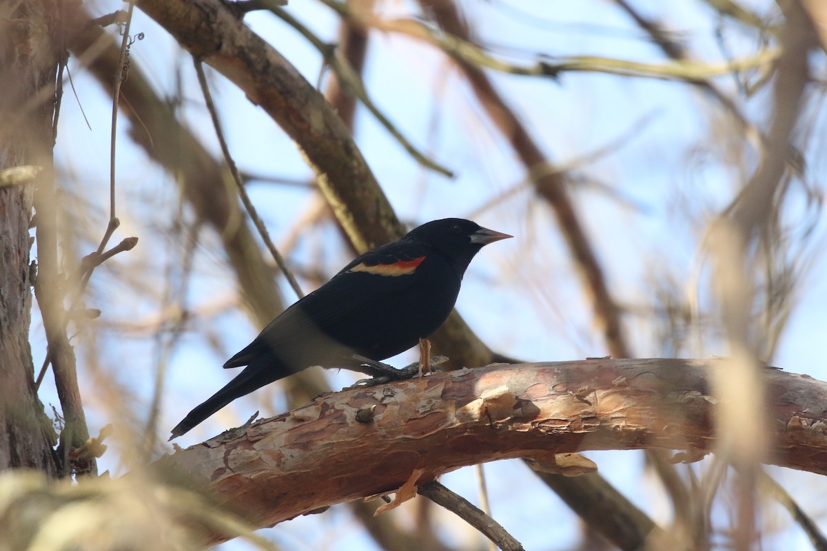 Red-winged Blackbird - Dan Gesualdo
