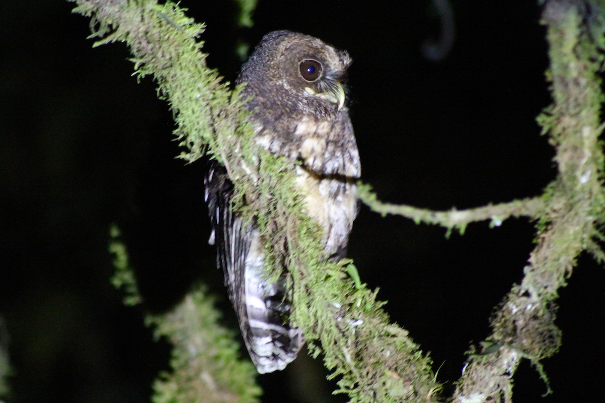Rufescent Screech-Owl (Colombian) - Matt Yawney