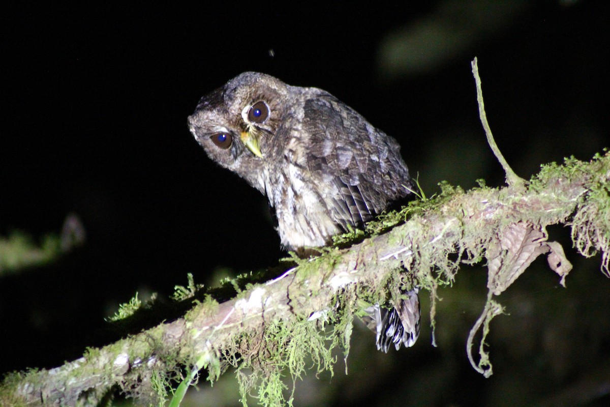 Rufescent Screech-Owl (Colombian) - Matt Yawney